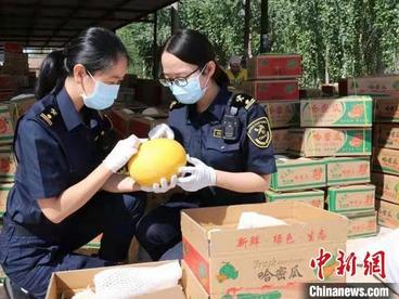 甘肃敦煌蜜瓜香飘“一带一路”沿线国家