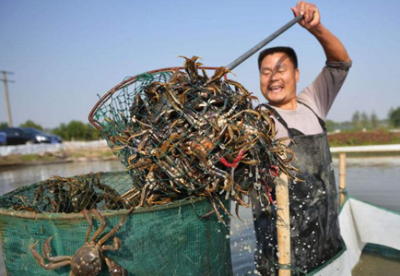 安徽泗县：“螃蟹之乡”绘制乡村振兴新画卷