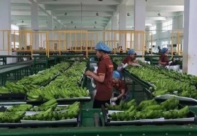 中国仍是柬埔寨香蕉最大出口市场