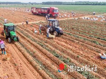 遂溪杨柑镇 创新机制激活“沉睡土地” 助力振兴美丽“新村”