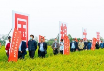 广东全力创建国家级丝苗米产业集群