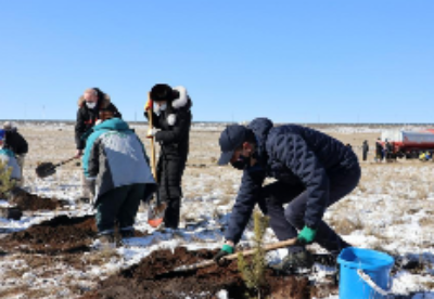 蒙古国种植“十亿棵树计划”全面启动