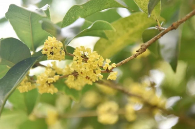 安徽巢湖：满城尽飘桂花香