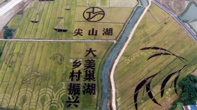 安徽巢湖： 彩色水稻迎丰收    绘就乡村新美景