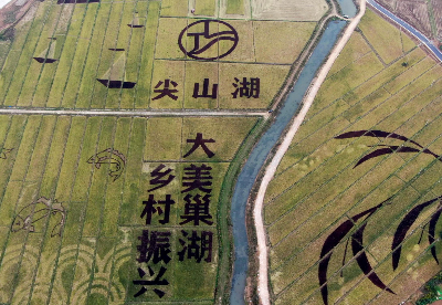 安徽巢湖： 彩色水稻迎丰收    绘就乡村新美景