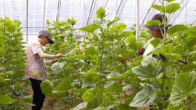 安徽萧县：用多样产业描绘乡村振兴新画卷