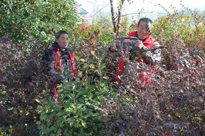安徽固镇：美化村民家园    助力乡村振兴