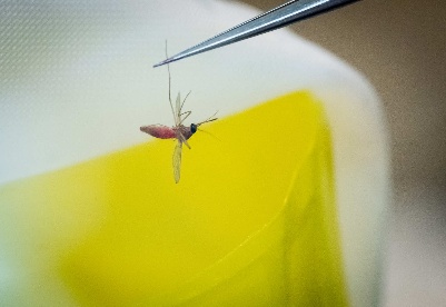 澳智库称气候变化或加剧蚊媒传染病传播风险