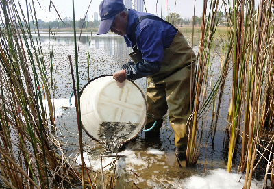 安徽巢湖：放养3000斤鱼苗保护湿地生态