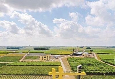 遂溪打造全国首个甘蔗主题公园