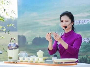 贵州：把绿茶打造成“金字招牌”“样板产业””靓丽名片”