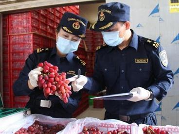 云南葡萄“甜”到东盟 出口泰国越南同比增长超200%