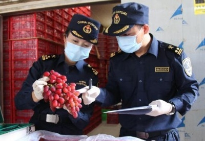 云南葡萄“甜”到东盟 出口泰国越南同比增长超200%