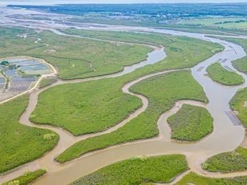 湛江红树林保护区红树林 面积占全国红树林面积33％