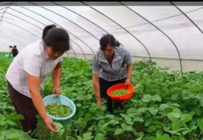安徽灵璧尹集镇：发展豆丹养殖   打造“味蕾经济”