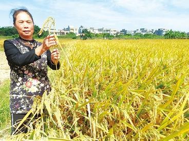 木林种养 “深耕”出生态种植好模式