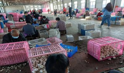 安徽灵璧：食用菌种植激发产业振兴活力