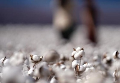 国家统计局：2021年全国棉花产量小幅下降 单产有提高
