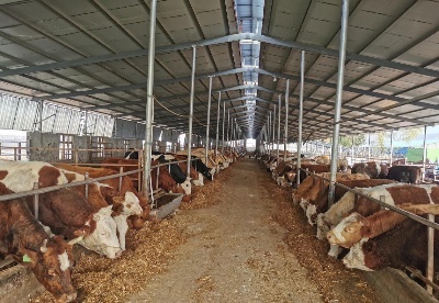安徽灵璧：肉牛养殖让乡村产业振兴更“牛”