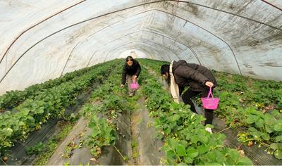 安徽灵璧向阳镇：“小草莓”蹚出乡村振兴“新路子”