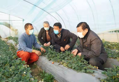 安徽泗县：草莓种植蹚出农旅融合新路子
