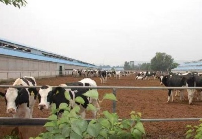 青海生态畜牧业生产技术集成方式国内领先 实现增收3000余万元