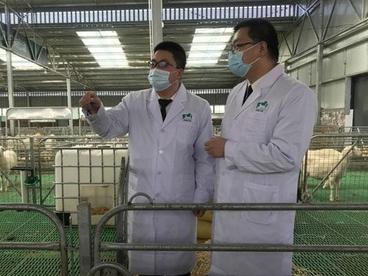 甘肃黄土高原羊产业“硅谷”：羊肉出口连续三年增长