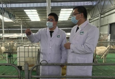 甘肃黄土高原羊产业“硅谷”：羊肉出口连续三年增长