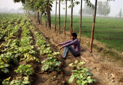 印度智库建议利用可持续粮食系统应对气候变化