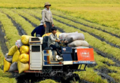 越南实现战略突破推动农业现代化与可持续发展