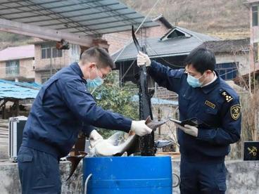 重庆鲜活水产品首次走出国门