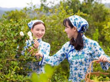 广东推动油茶全产业链发展 古老产业迎“新春”