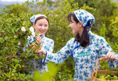 广东推动油茶全产业链发展 古老产业迎“新春”