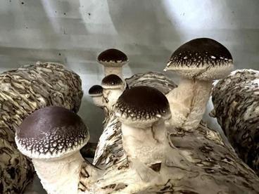 福建尤溪健全香菇全产业链条 菌棒漂洋过海“菇花”开