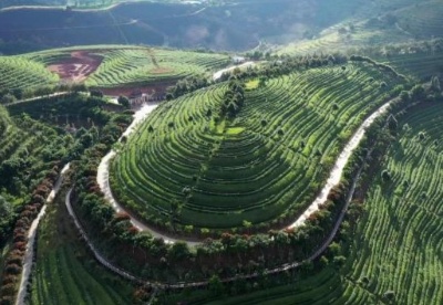 茶优则“茶游”:云南双江走上茶旅融合发展之路