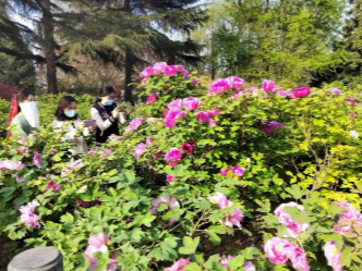 “行走洛阳 读懂历史”——洛阳牡丹甲天下网络宣传活动4月6日启动