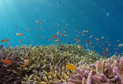 专家呼吁政策投资关注海洋酸化问题