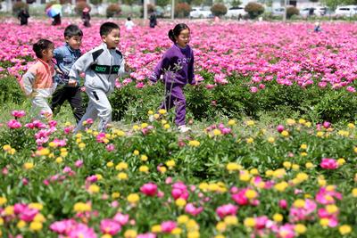 安徽淮北相山区：芍药花开游人来