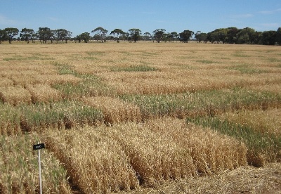 学者分析澳大利亚小麦出口前景