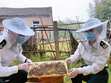湖北蜂产品出口快速增长 蜂企加速拓展海外市场