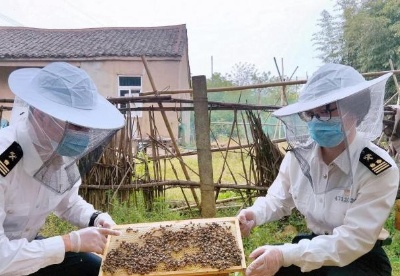 湖北蜂产品出口快速增长 蜂企加速拓展海外市场