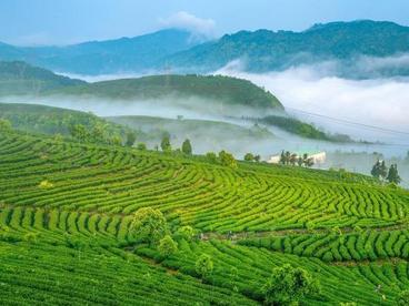 优势得天独厚 茶乡福安打造“三茶融合”示范区