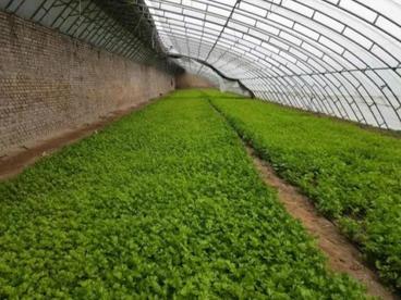 天津设施农业成交规模达1.77亿
