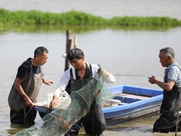 江西小龙虾养殖面积249万亩 综合产值达300亿元