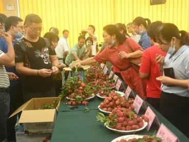荔乡广西推介“好吃荔枝”品种 打造全国品牌