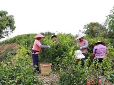 广东税惠“组合拳”促进地方产业做强做优