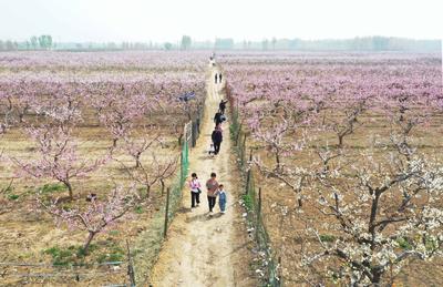河北永清：花海花节绽芳华 游客闻香踏春来