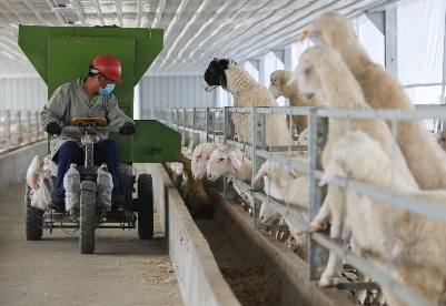 安徽固镇：巧做“羊文章”  助力“羊产业”发展