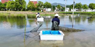 安徽芜湖繁昌区平铺镇：小龙虾“钳”出大产业