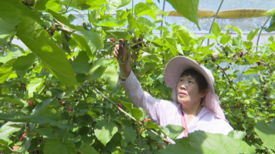 安徽宿州埇桥区：桑葚满枝丰收乐  农旅融合促增收